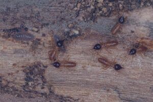 A close-up view of several brown termites with dark, teardrop-shaped heads crawling across a textured wooden surface alongside a small woodlouse.
