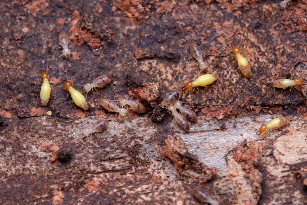 A macro shot of small, pale termites with orange heads crawling across rough, decaying tree bark.