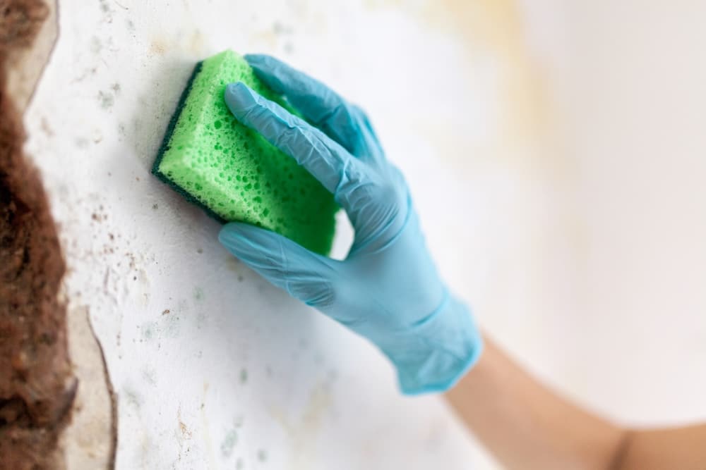 A gloved hand uses a green sponge to scrub mold off a damaged white wall.